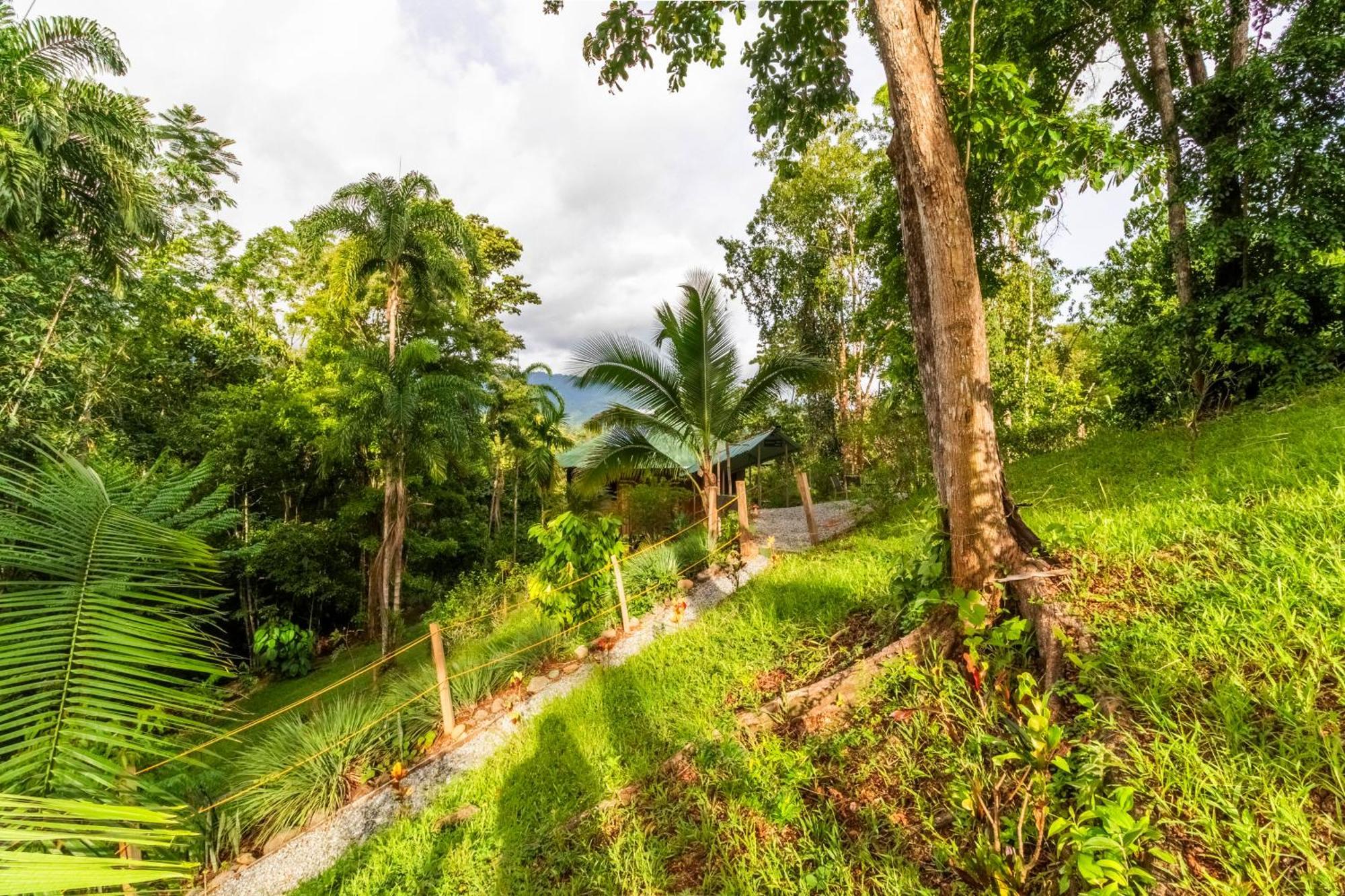 Paradiselodge Jungleguesthouse Platanillo Extérieur photo